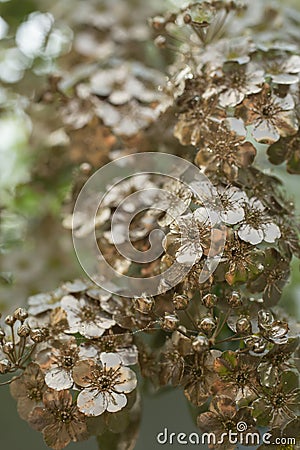 golden painted little flowers, shallow depth of field background Stock Photo