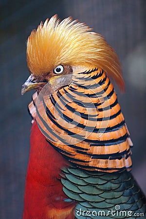 Golden Pheasant Stock Photo