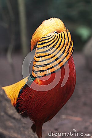 Golden Pheasant Stock Photo