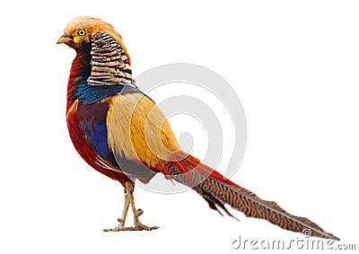 Golden pheasant Stock Photo