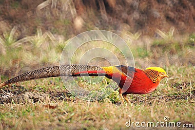 Golden pheasant Stock Photo