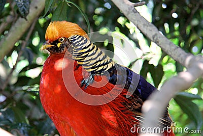 The Golden Pheasant or Chinese Phea Stock Photo