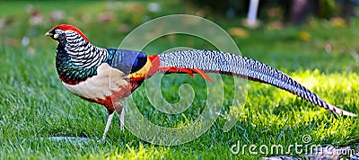 Golden Pheasant or Chinese Pheasant Stock Photo