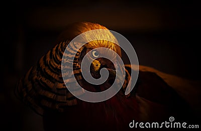 Golden pheasant on a dark background. Close-up. Unrecognizable place. Selective focus Stock Photo