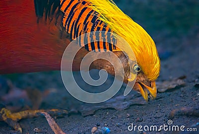 Golden pheasant eats seeds from the ground Stock Photo