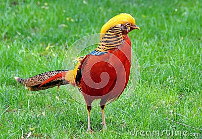 Golden Pheasant Stock Photo