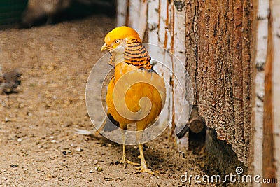 Golden pheasant. Poultry yard. Bird with Bright Feathers Stock Photo