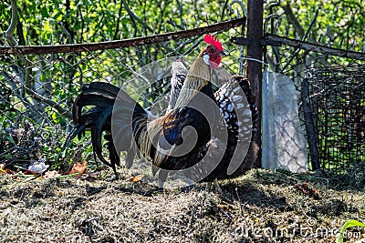 Golden Phoenix rooster on the traditional rural farmyard. Free range poultry farming Stock Photo