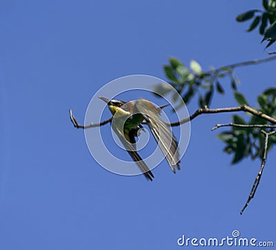 Golden pike or bee-eater Merops apiaster is one of the most colorful birds in flight Stock Photo