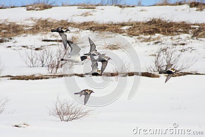 Golden Plovers and Oystercatcher Stock Photo