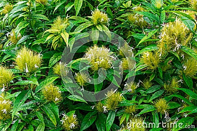 Golden plume Schaueria flavicoma flowers - Davie, Florida, USA Stock Photo