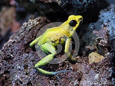 Golden poison arrow frog Phyllobates terribilis, Golden poison frog, Golden dart frog, Der Schreckliche Pfeilgiftfrosch Stock Photo