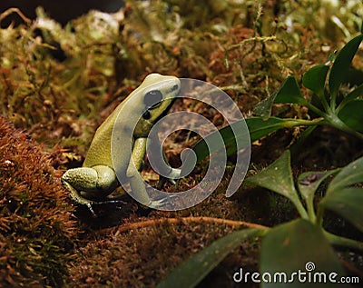 Golden Poison Dart Frog Stock Photo