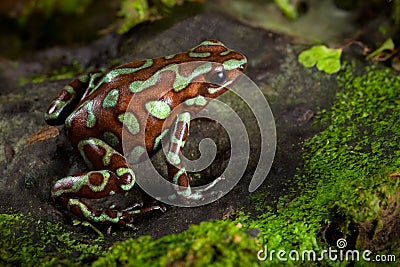 Golden poison dart frog of Panama rain forest Stock Photo