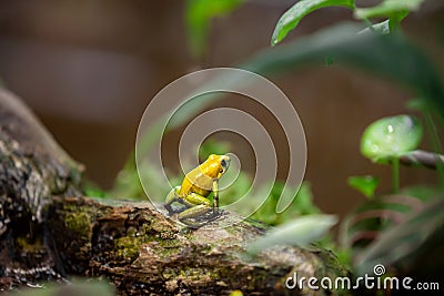 Golden poison dart frog Phyllobates terribilis in rainforest. Stock Photo