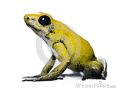 Golden Poison Frog against white background Stock Photo
