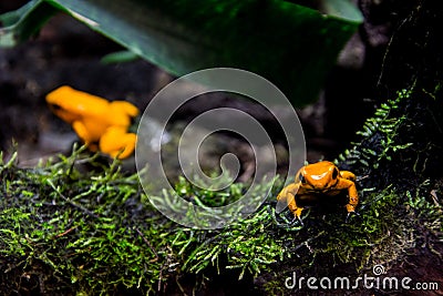 Golden poison frog close up Phyllobates terribilis Stock Photo