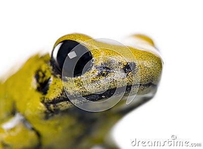 Golden Poison Frog in front of a white background Stock Photo