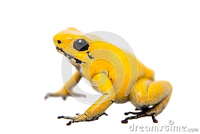 The golden poison frog Stock Photo
