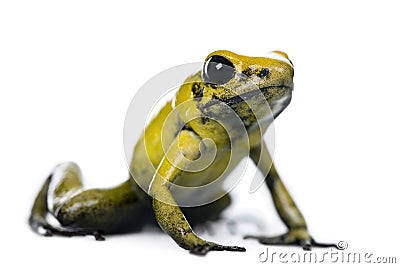 Golden Poison Frog, Phyllobates terribilis Stock Photo