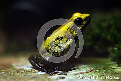 Golden poison frog (Phyllobates terribilis). Stock Photo