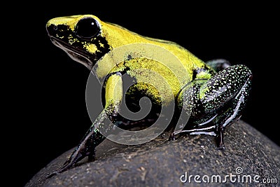 Golden poison frog (Phyllobates terribilis) Stock Photo