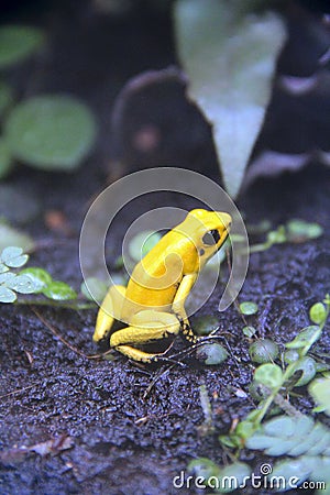 Golden Poison Frog. Phyllobates terribilis in nature Stock Photo