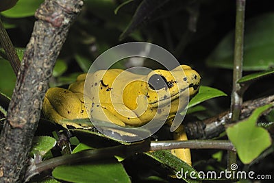 Golden Poison Frog Stock Photo