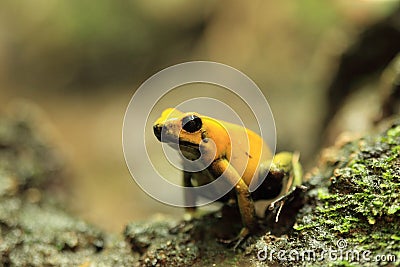 Golden poison frog Stock Photo