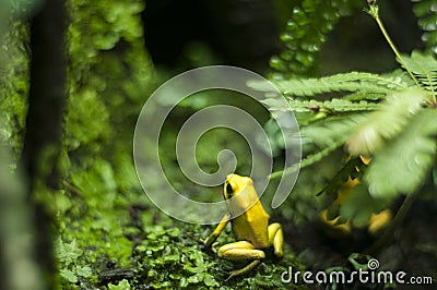 Golden poison frog. Yellow frog on a mossy floor. Phyllobates terribilis, golden poison arrow frog, or golden dart frog. Stock Photo