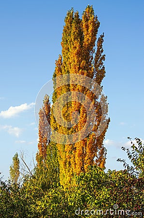 Golden poplar tree in the village garden, autumn, sunny day on the background blue sky with white clouds Stock Photo