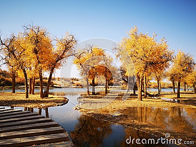 populus euphratica trees Stock Photo