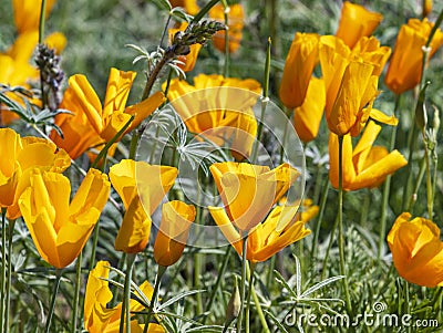 Golden poppies dance in spring Superbloom in Arizona Stock Photo