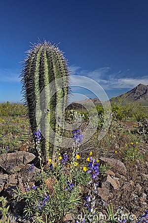 Golden poppies and purple desert flowers in spring bloom Stock Photo