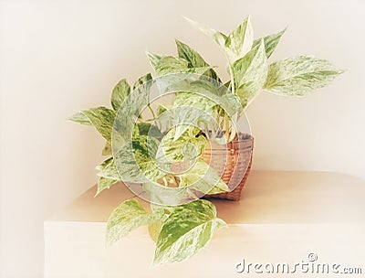 Golden pothos in the basket on wood Stock Photo