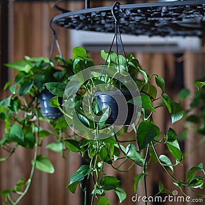 Golden Pothos, Devil`s ivy, Epipremnum aureum plant hanged Stock Photo