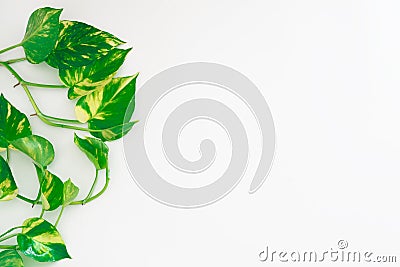 Golden pothos or devil& x27;s ivy or Epipremnum aureum, heart-shaped leaves vine on white backgroun with copy space for your text. Stock Photo