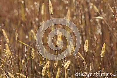 Golden Prairie Grass Plumes Stock Photo