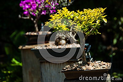 Golden privet bonsai tree Stock Photo