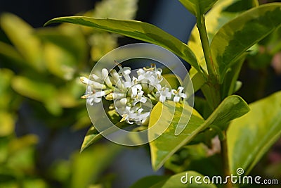 Golden privet Stock Photo