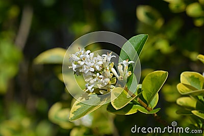 Golden privet Stock Photo