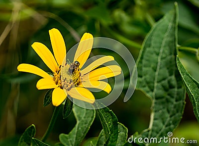 Golden Ragwort - Packera aurea Stock Photo