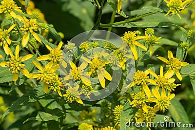 Golden Ragwort - Senecio aureus Stock Photo