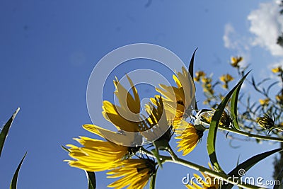 golden ragwort yellow wildflowers against the blue sky perennials Stock Photo