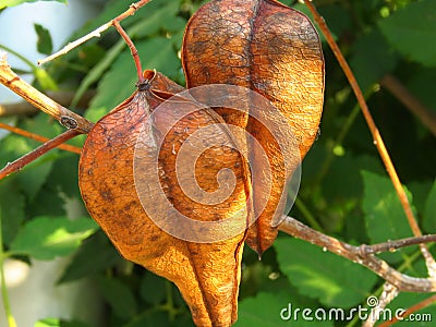 Golden Rain tree, Koelreuteria paniculata, ripe seed pods close-up. Autumn. Nature. Stock Photo