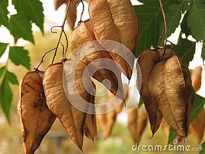 Golden Rain tree, Koelreuteria paniculata, ripe seed pods close-up. Autumn. Nature. Stock Photo
