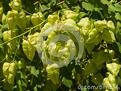 Golden Rain tree, Koelreuteria paniculata, unripe seed pods close-up, selective focus, shallow DOF Stock Photo