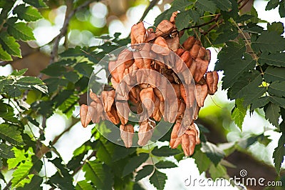 Golden Rain tree seeds pods in tree - Koelreuteria Paniculata Stock Photo