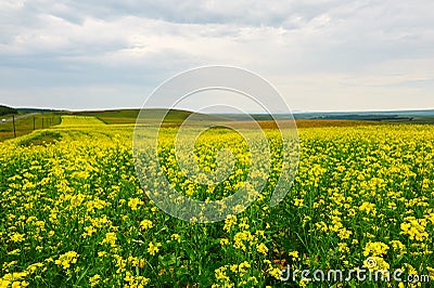 The golden flowers field Stock Photo