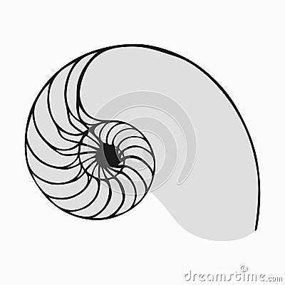 Golden ratio or Fibonacci in nature, snail or nautilus shell example Vector Illustration